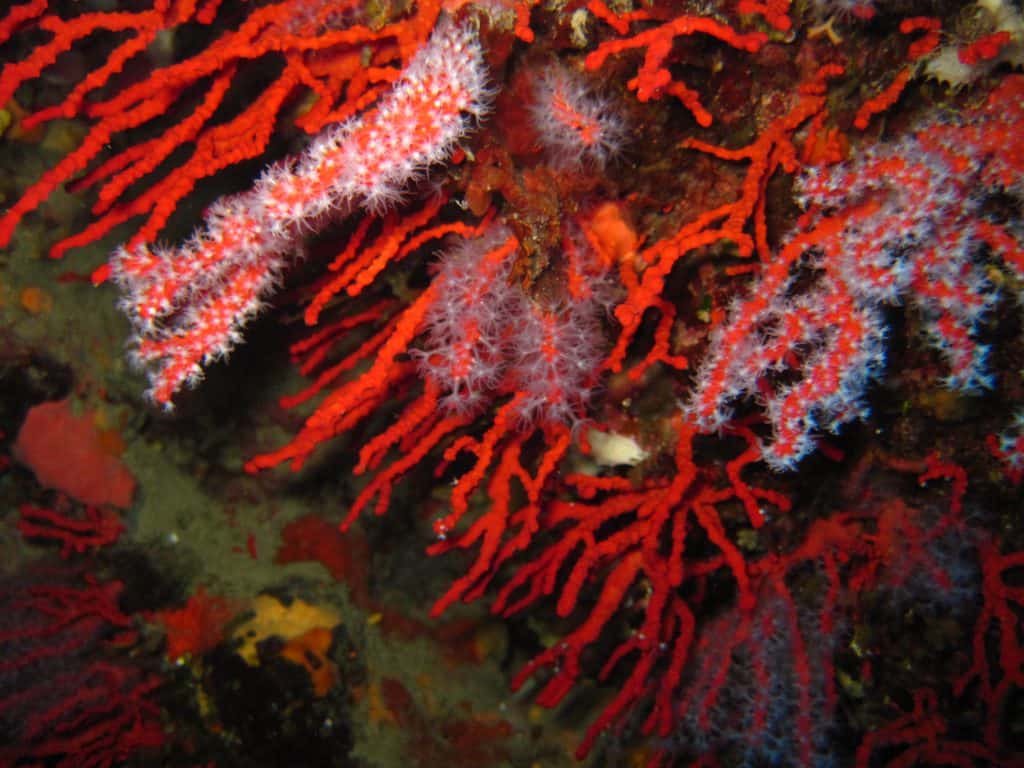 Coralli Alga