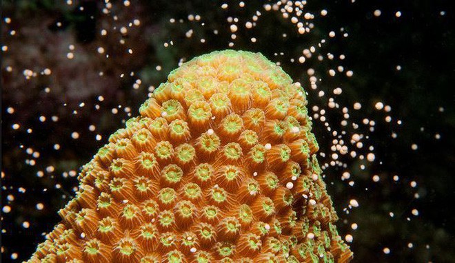 great barrier reef coral spawning 15303844115651575729161