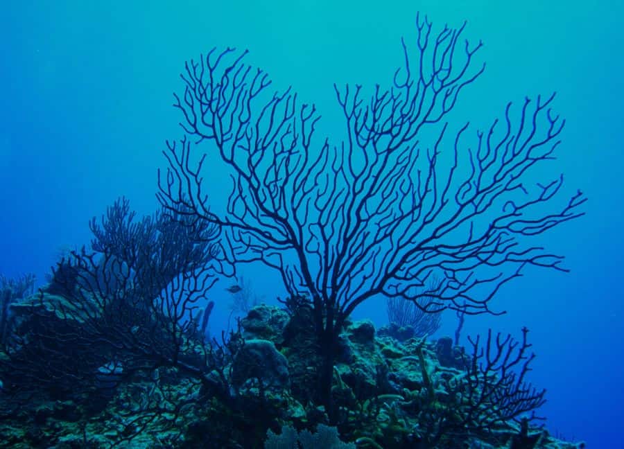 hawaii state gemstone black coral