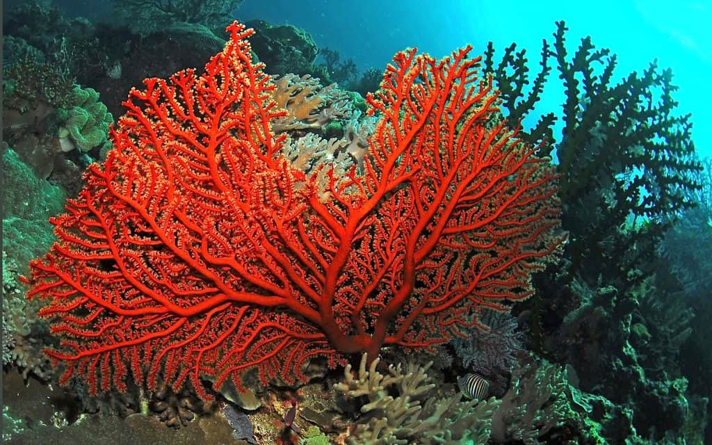 scudo corallo rosso